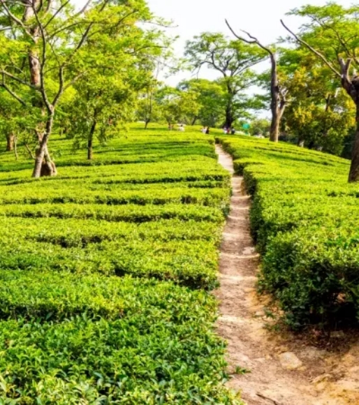 img-nature-trails-forest-walks